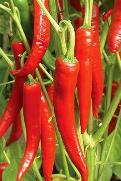 Red Hot Chilis