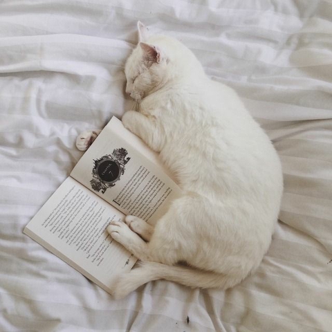 Sleeping cat