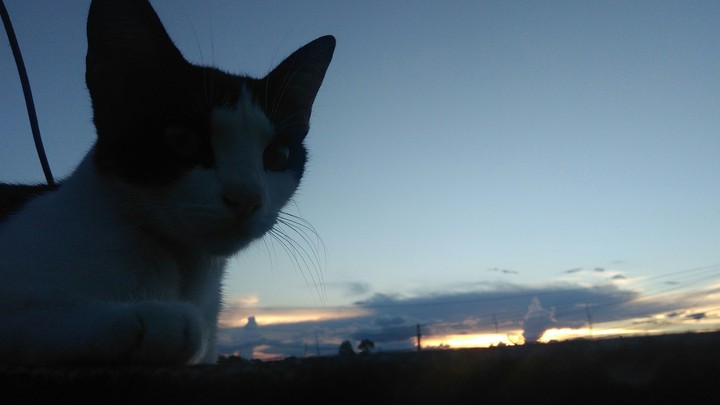 cat