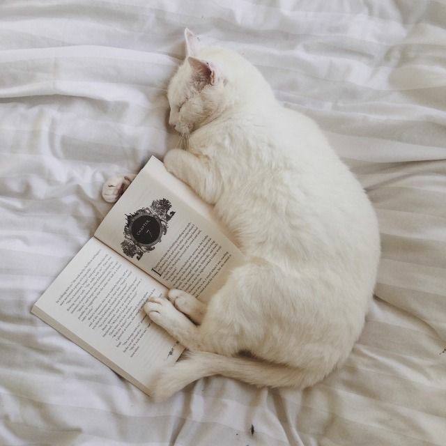 Sleeping cat