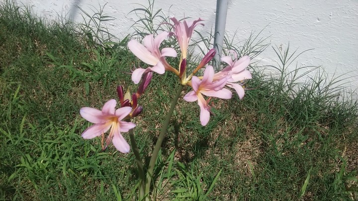 Lillies