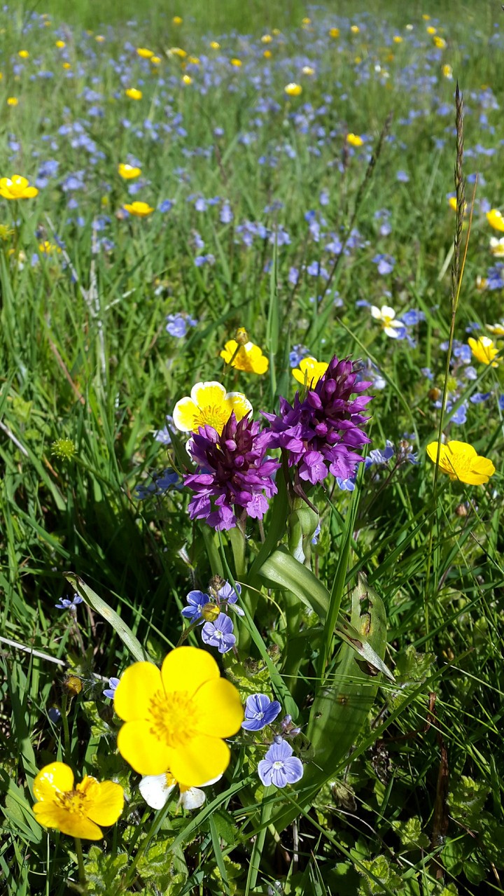 Wild Flowers