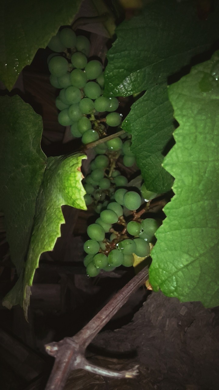 grapes
