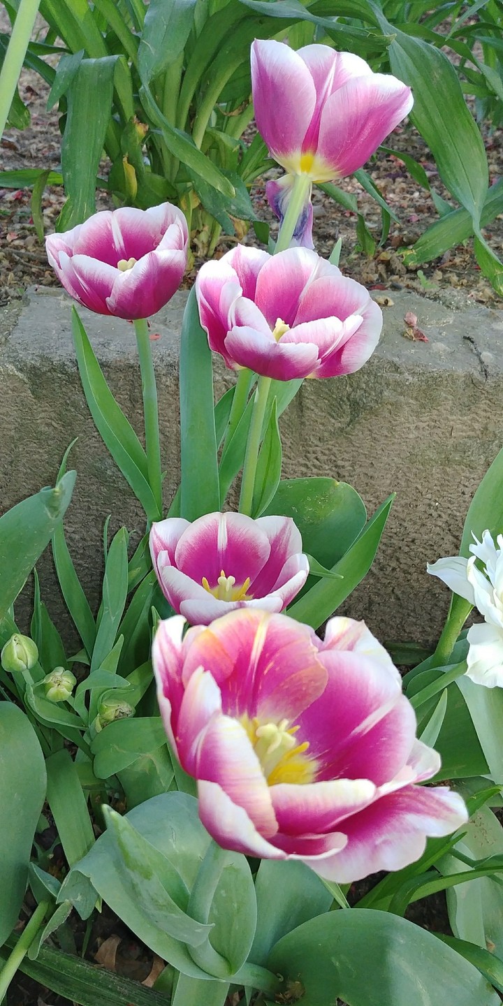 Flowers are beautiful and magical.