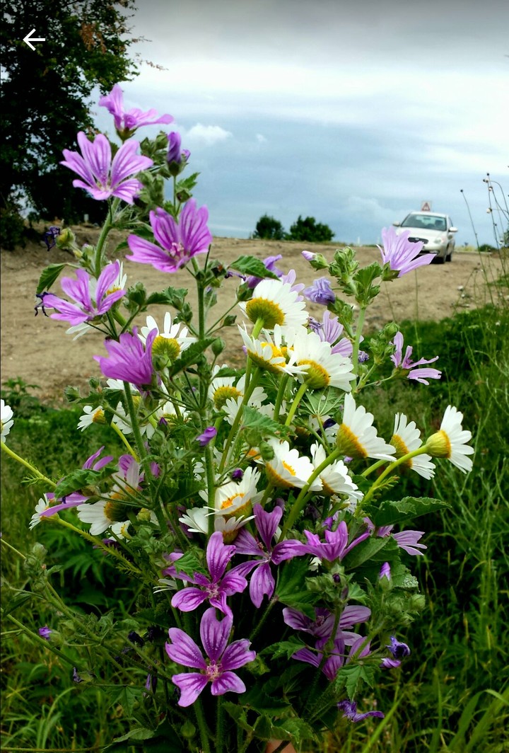 Flowers