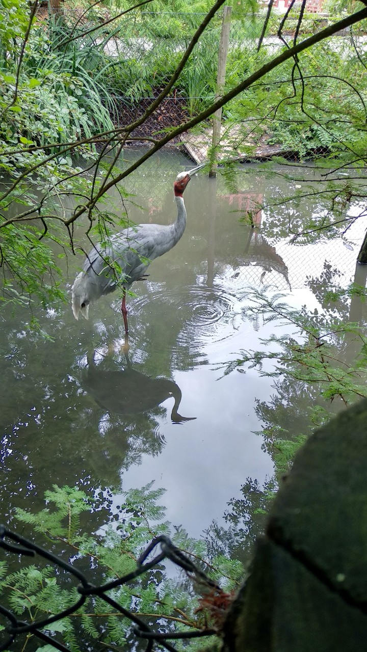 Pairi Daiza