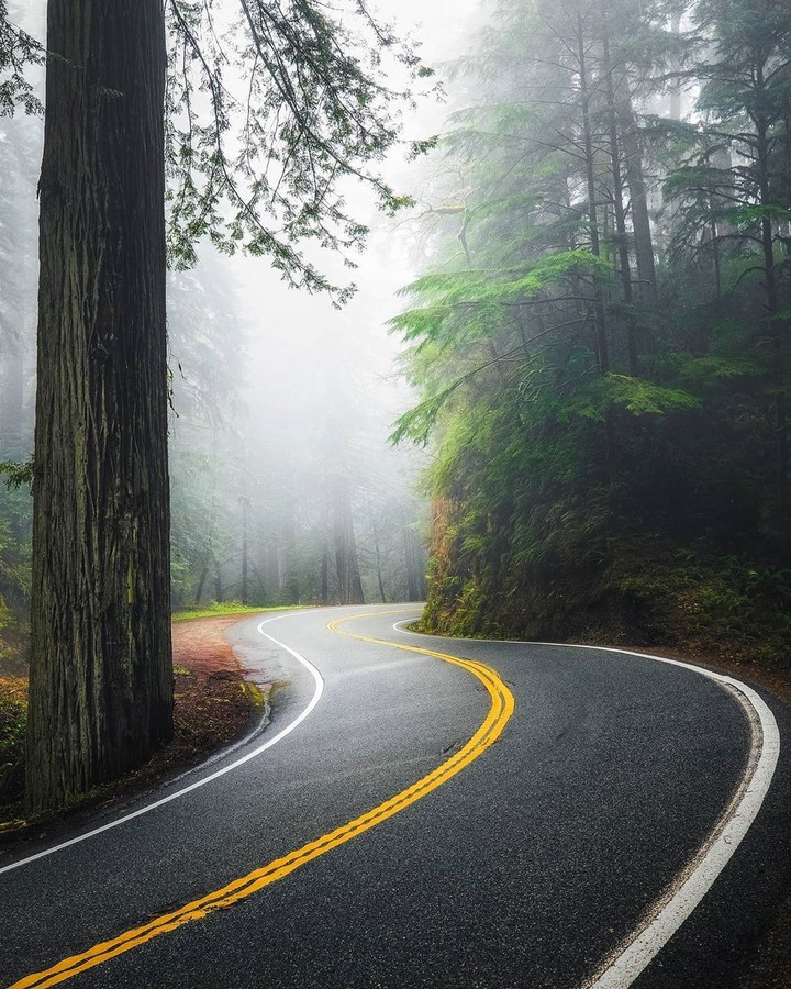 Orman yolu