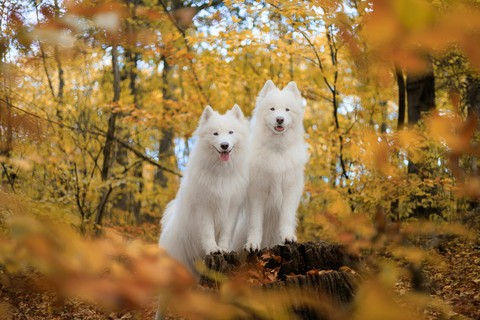 רקעים dog, fur