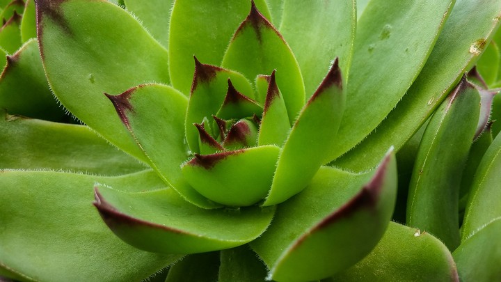 Succulents