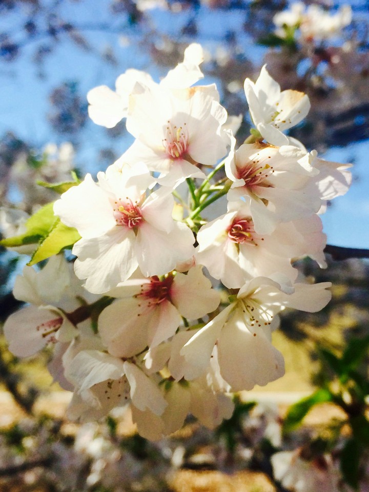 white flower blossoms