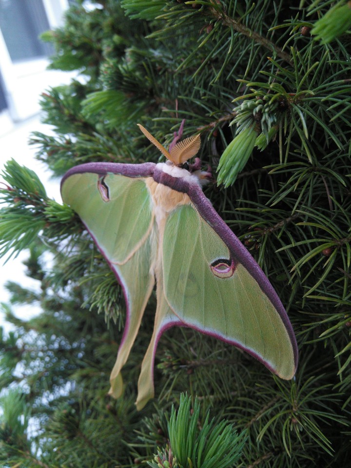 Luna moth