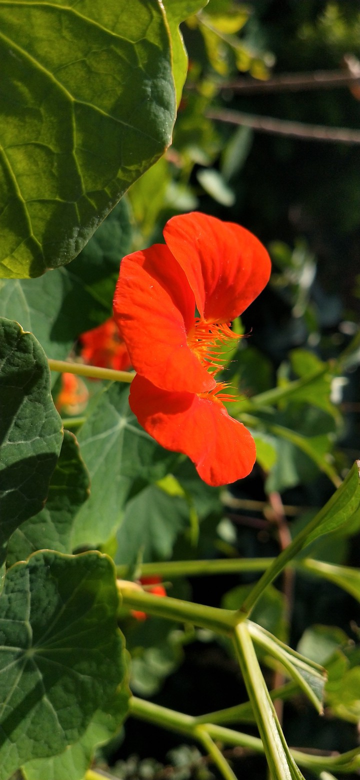 orange flower