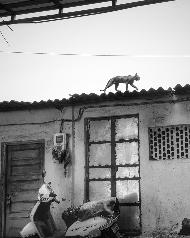 cat
