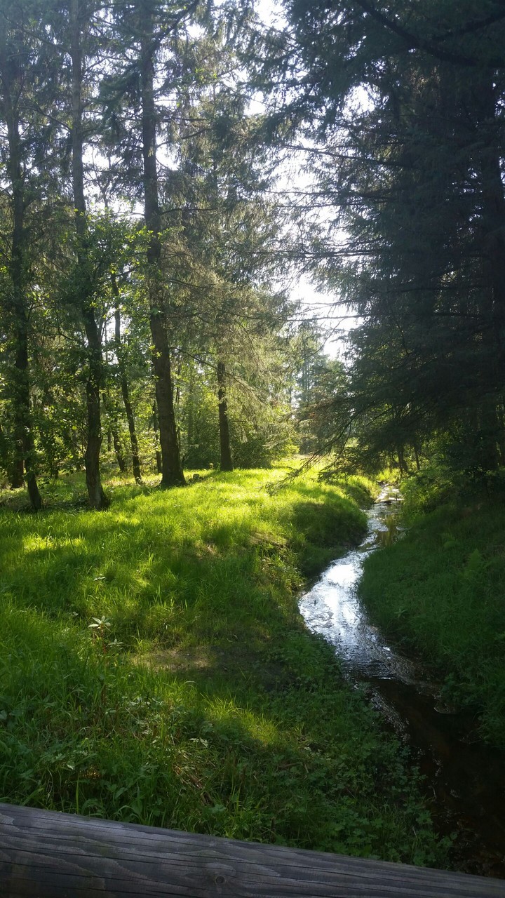 Forest