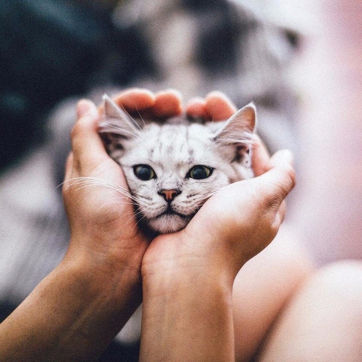 Котик