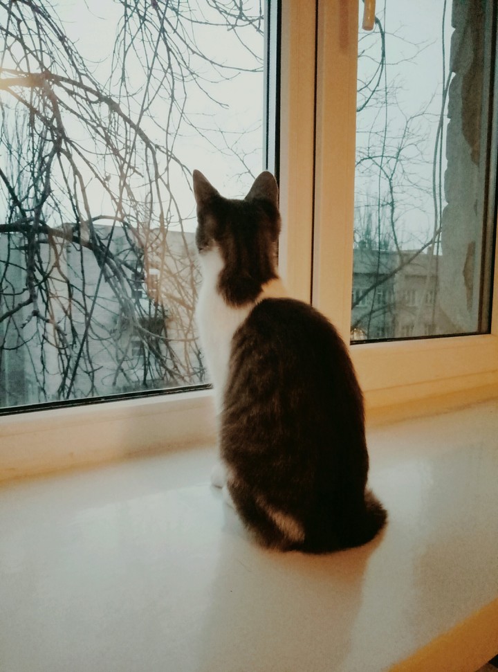 печалька