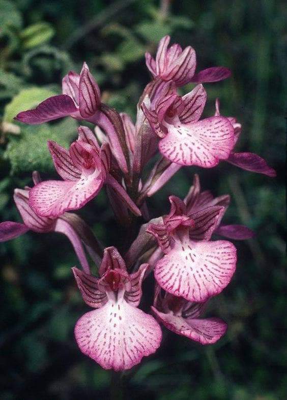 Orchid