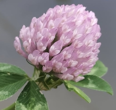 шпалери wildflower, purple