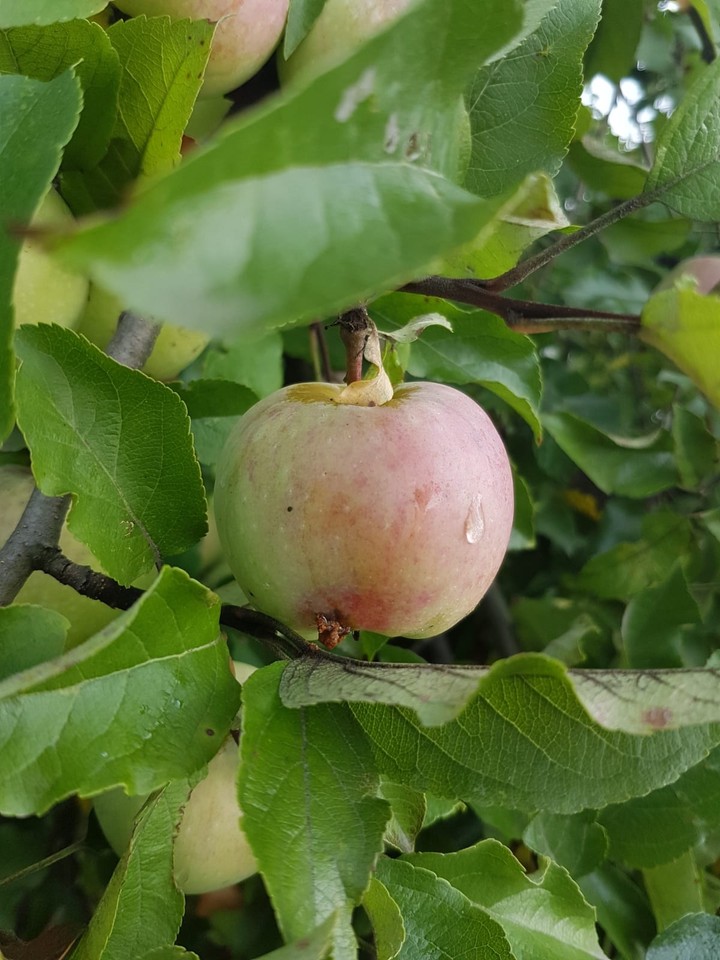 Apple
