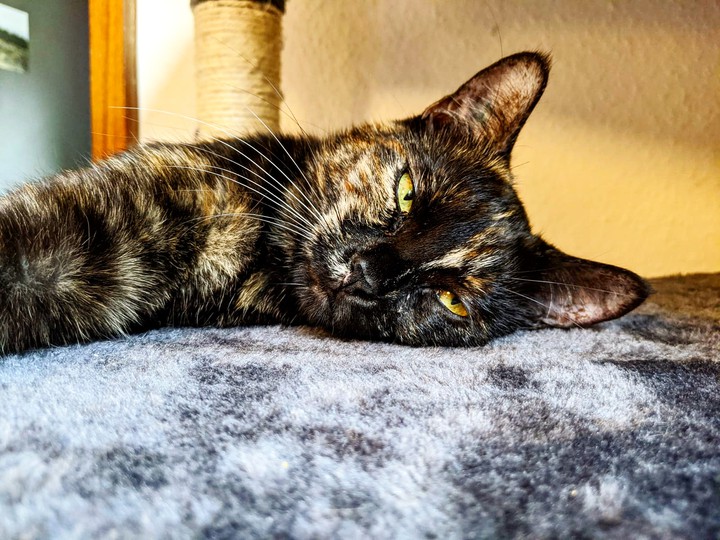 Katze