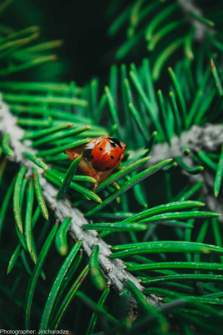 fir-tree and ladybug