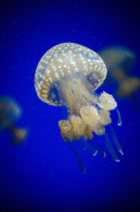 cnidaria, Fish duvar kağıtları