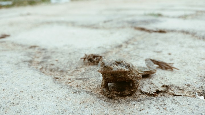 Dead & Contracted Frog
