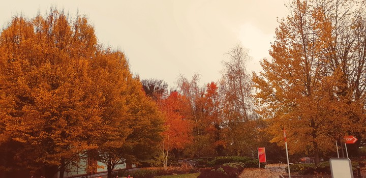 trees
