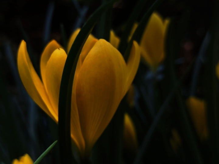 krokus
