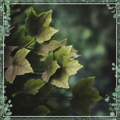 Green leaves