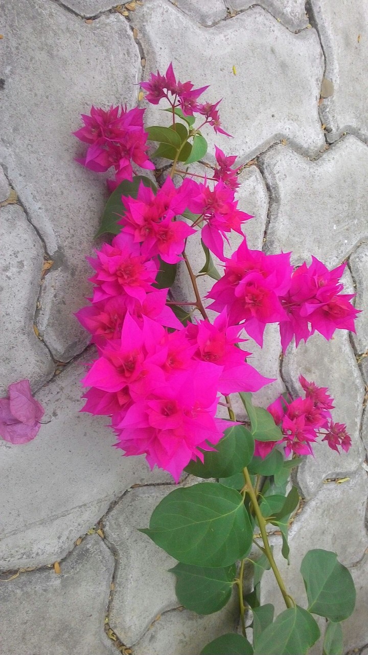 flower