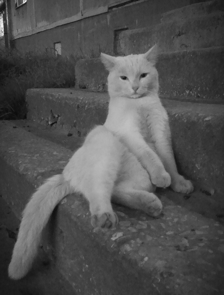 The harsh Siberian cat))