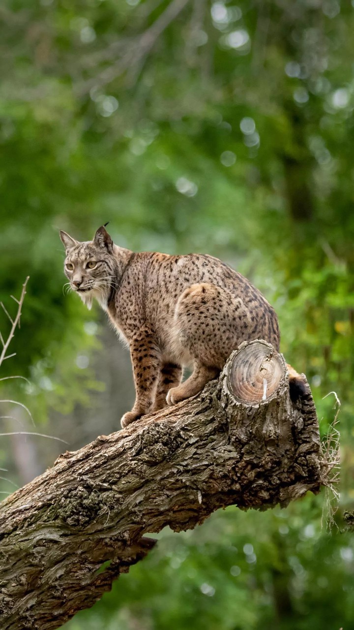 Rare Cat Species...