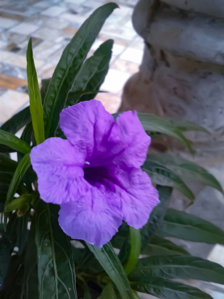 flower
