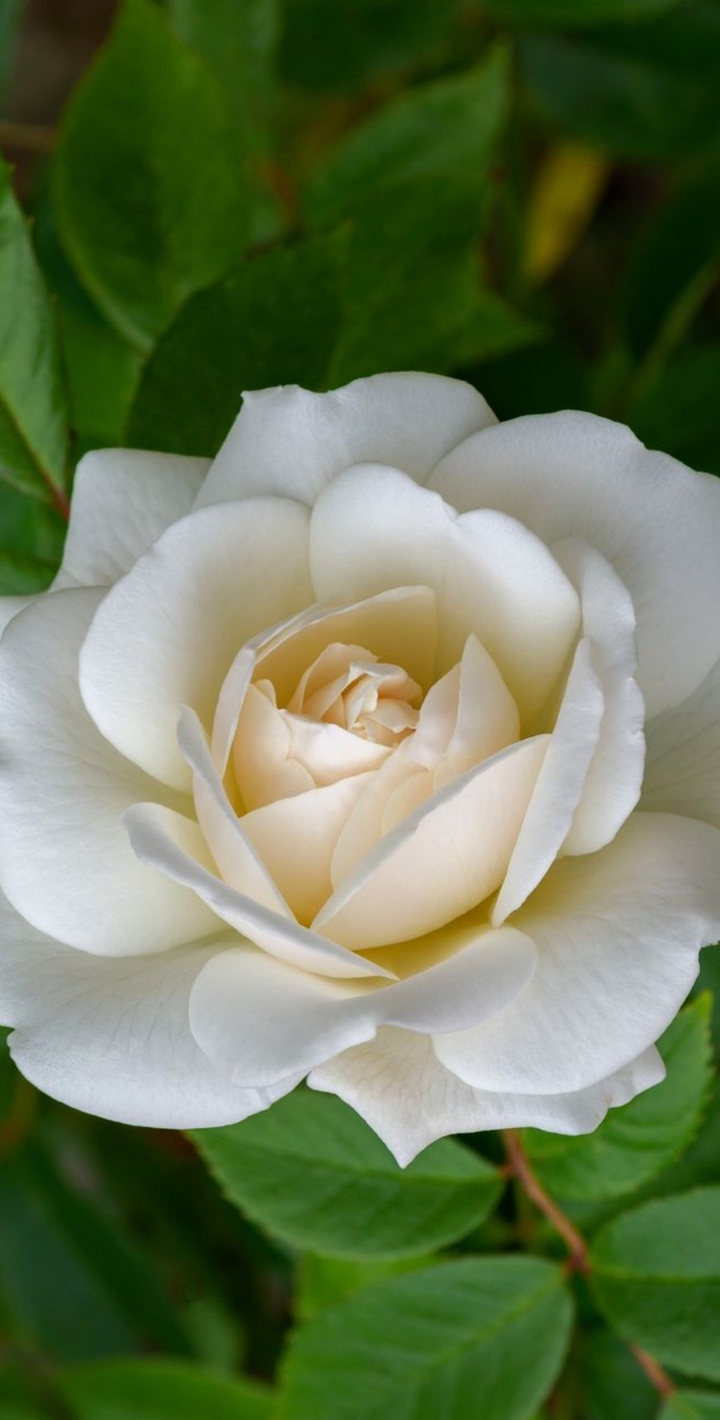 white rose
