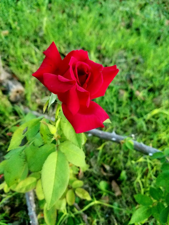 Beautiful rose