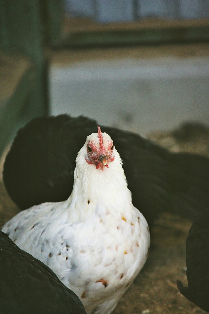 hen