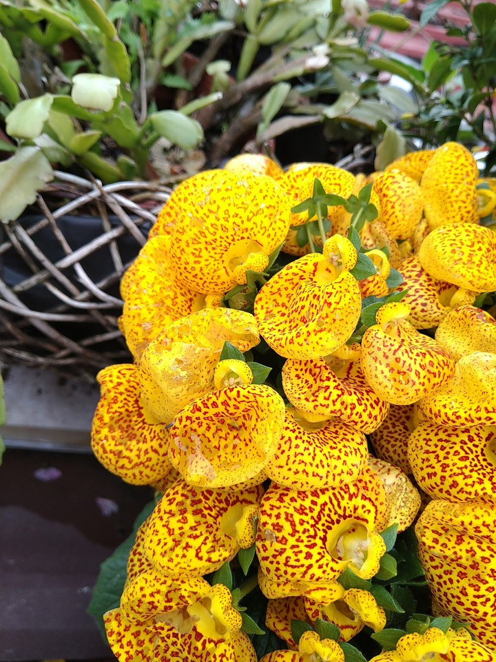 strange plant