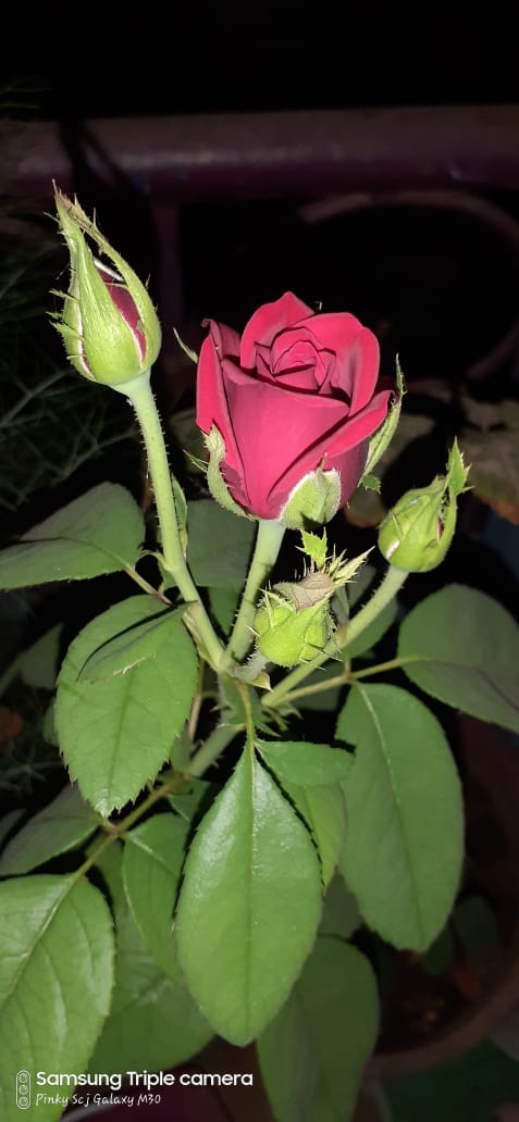 Rose