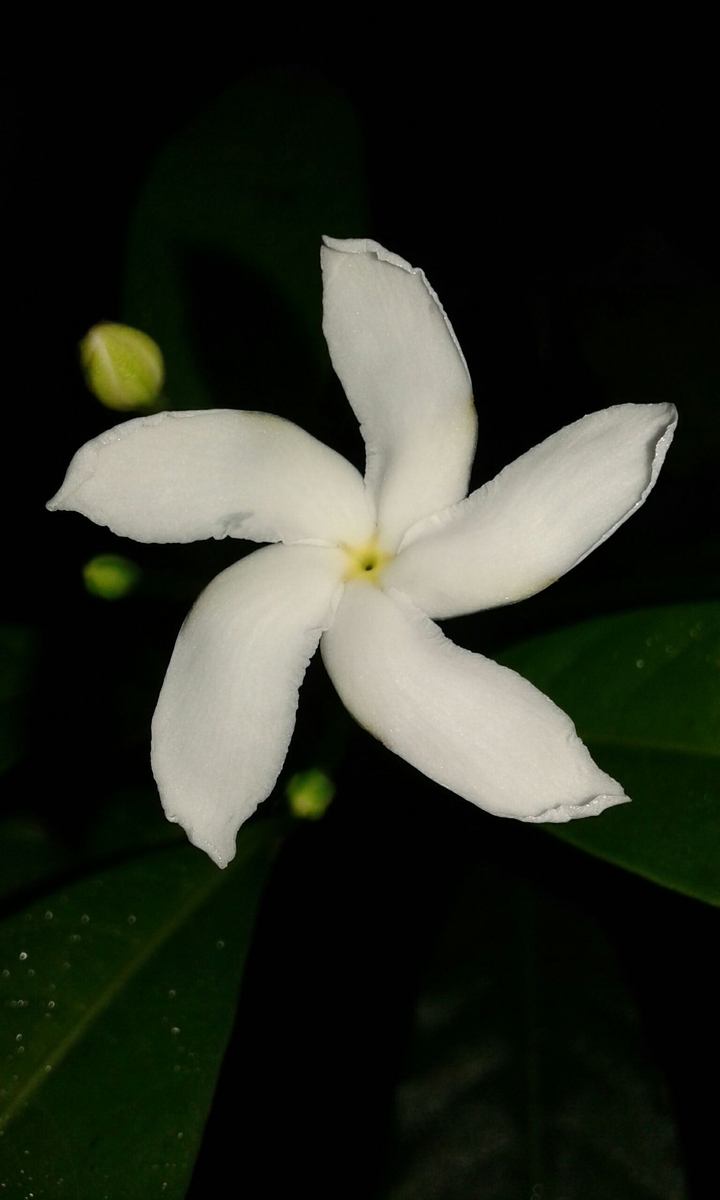 পঞ্চপত্র ফুল