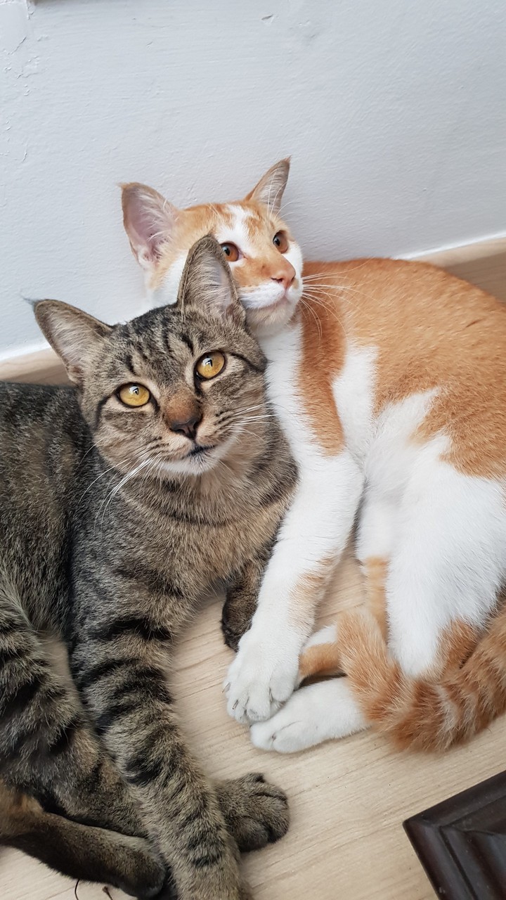 Brother Love
