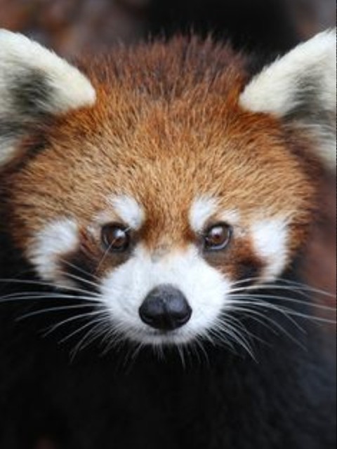 animaux