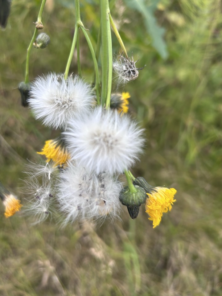 sfondi Pollen, wildflower