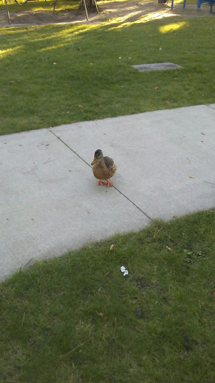 Friendly duck