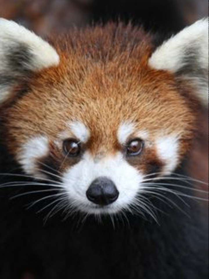 animaux