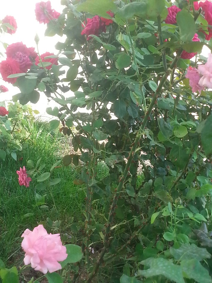 Flowers