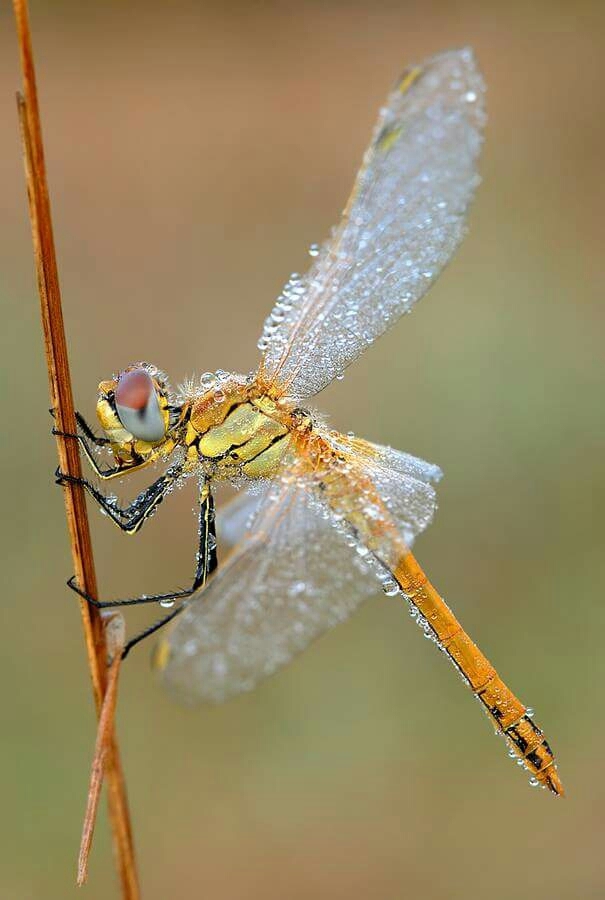 Drangon fly