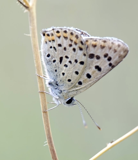 butterfly, arthropod achtergronden