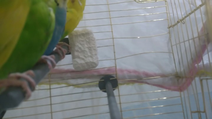 birds