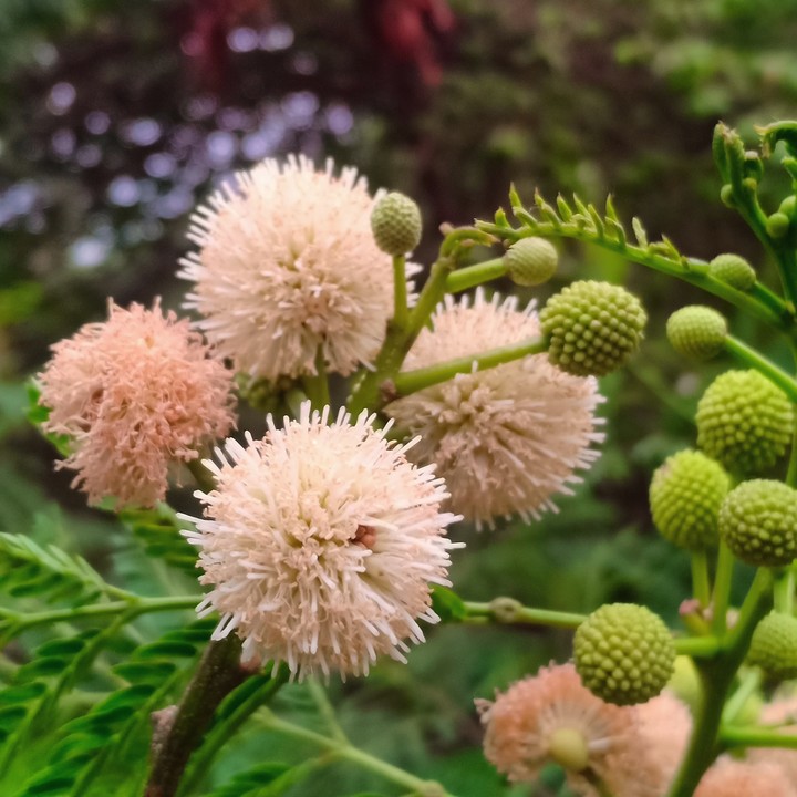 rear flowers